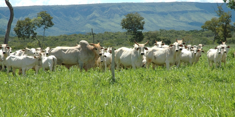 Tingkatkan Semangat dan Nilai Berqurban | YDSF