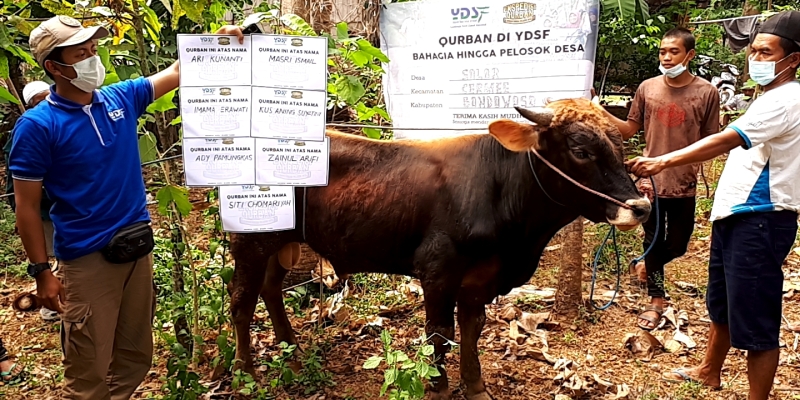 Tangis Bahagia Penerima Qurban YDSF, Disangka Dapat Kambing, Pingsan Dapat Sapi