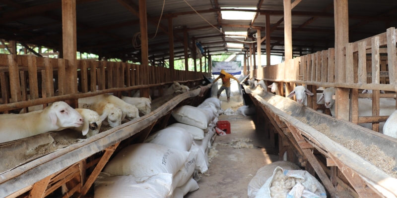 Persiapan Terbaik Qurban Premium YDSF