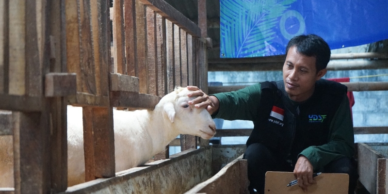 Supervisi Kandang Qurban 2024 YDSF